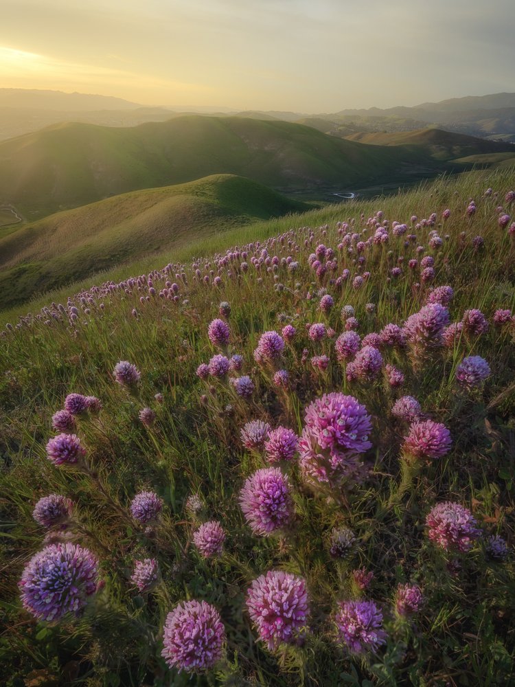 Golden Hour Blooms