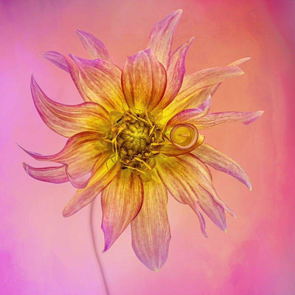 Radiant Dahlia Bloom
