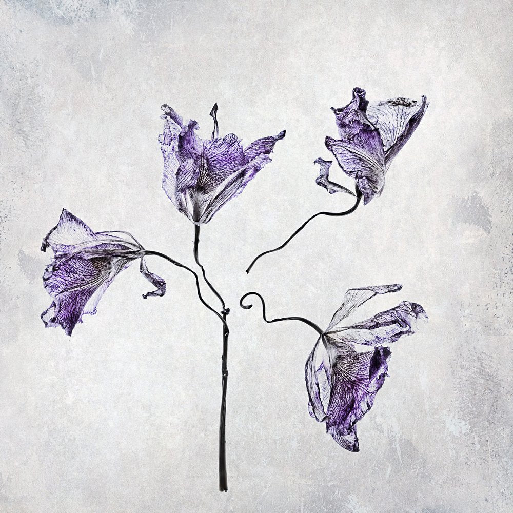 Dried Purple Botanicals
