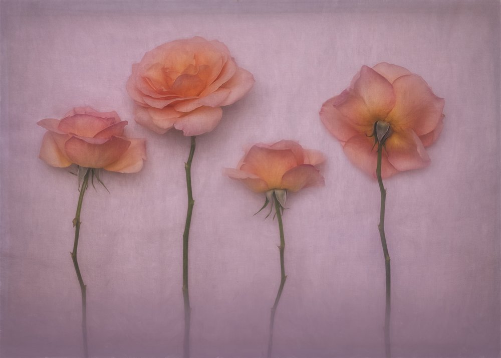 Soft Peach Roses
