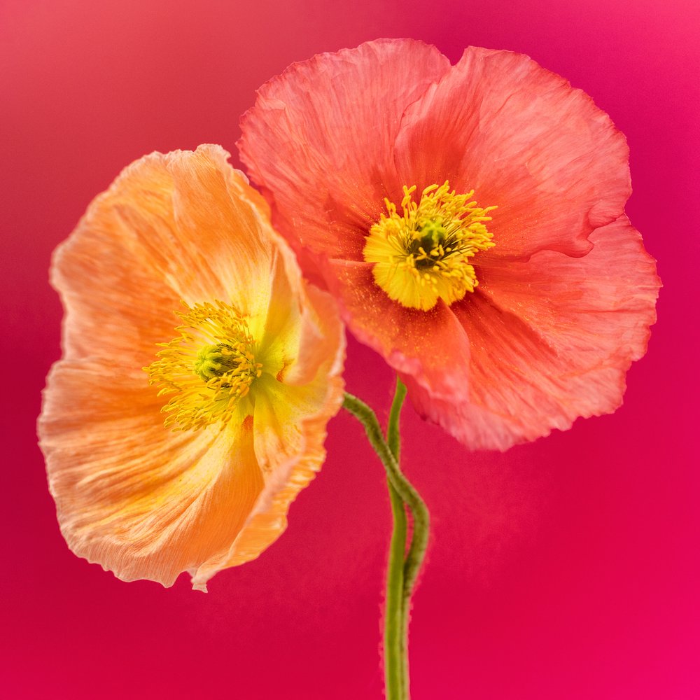 Orange Pink Poppies