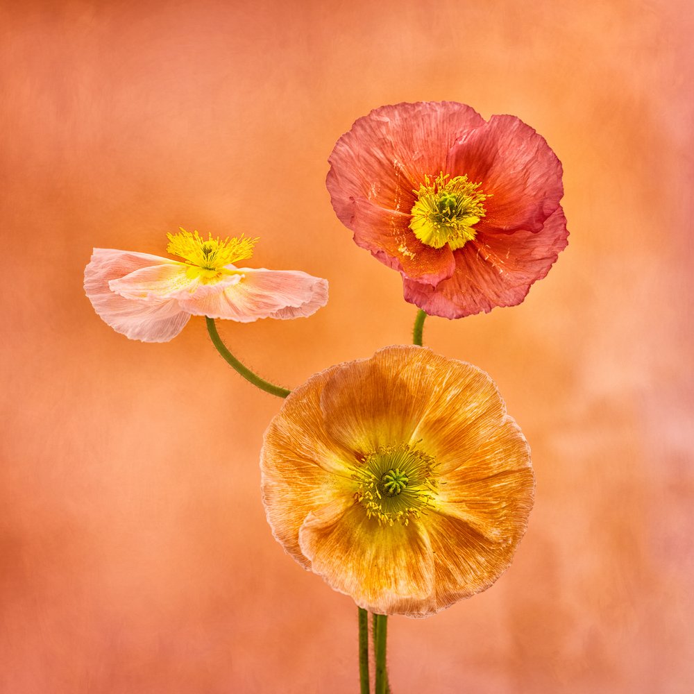 Vibrant Poppy Trio