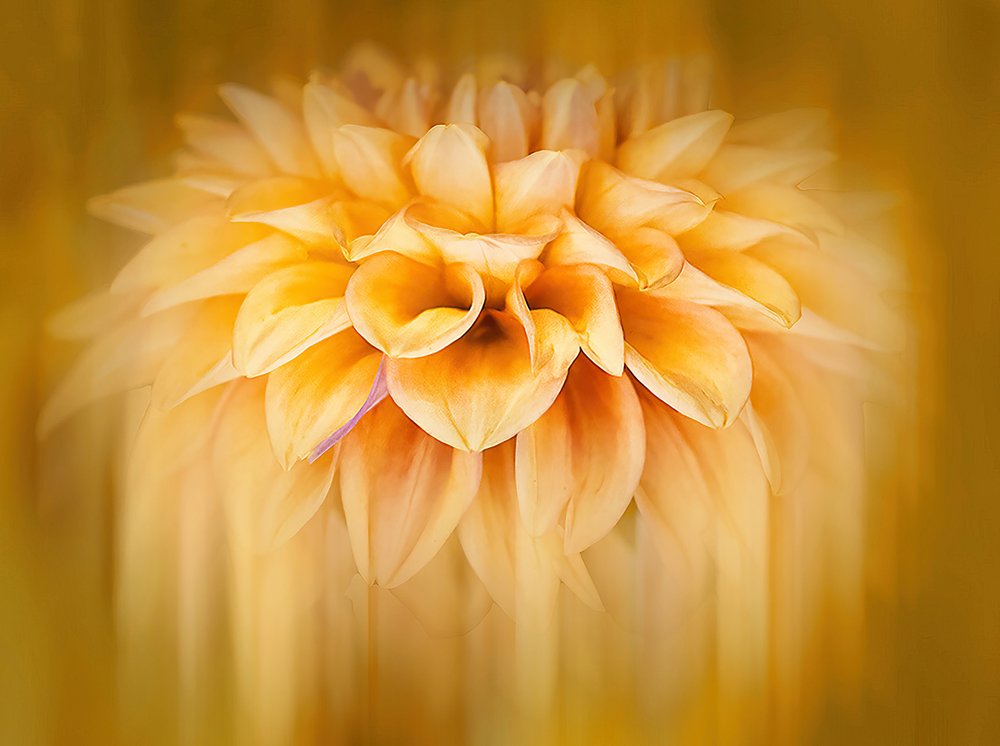 Golden Dahlia Bloom