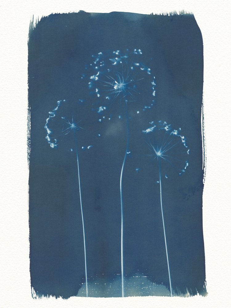 Soft Blue Dandelions