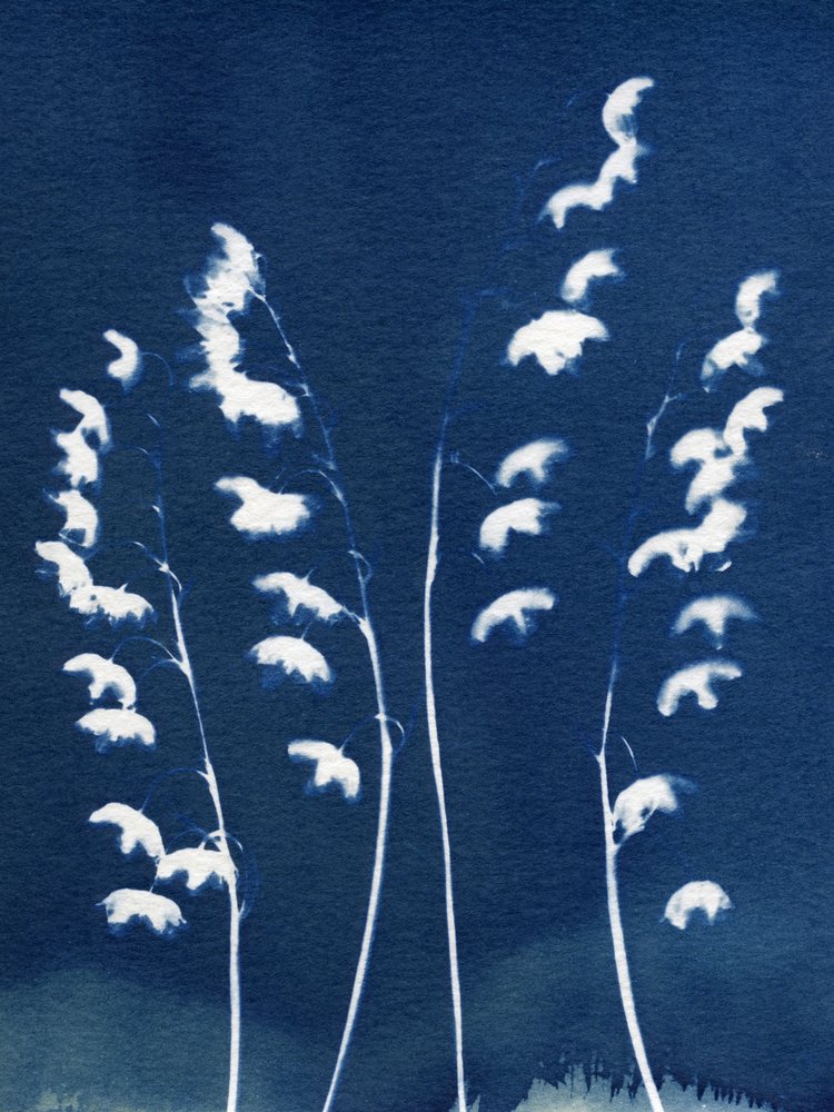 Delicate Blue Botanicals
