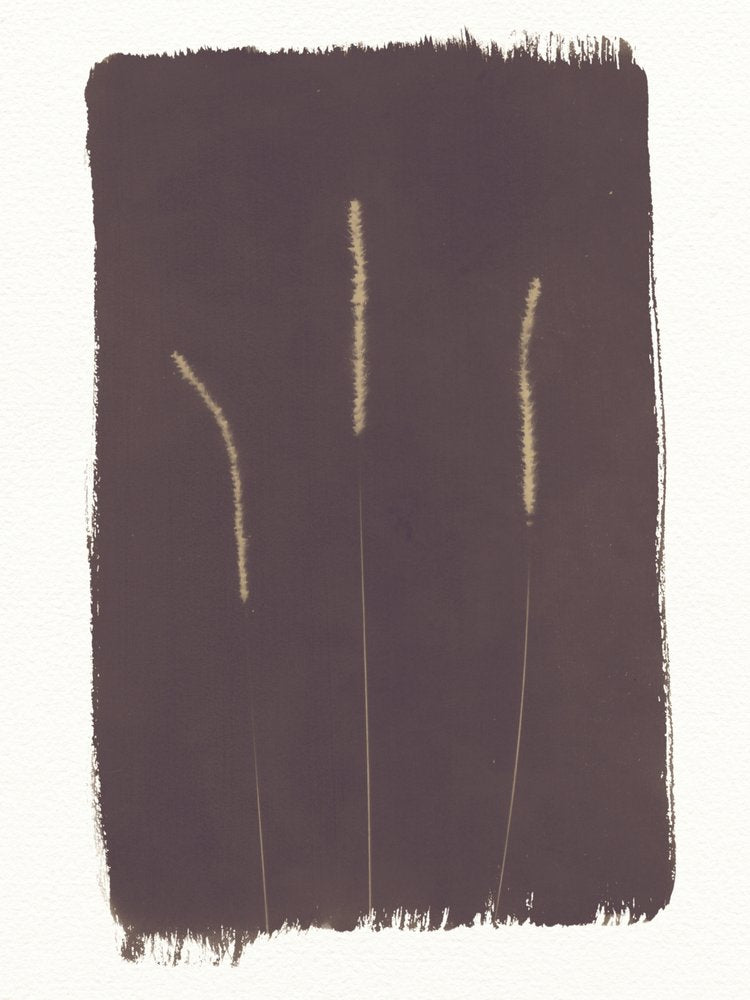 Dark Botanical Study