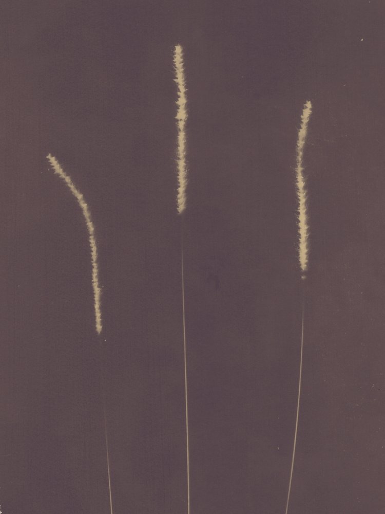 Tall Feathery Grass