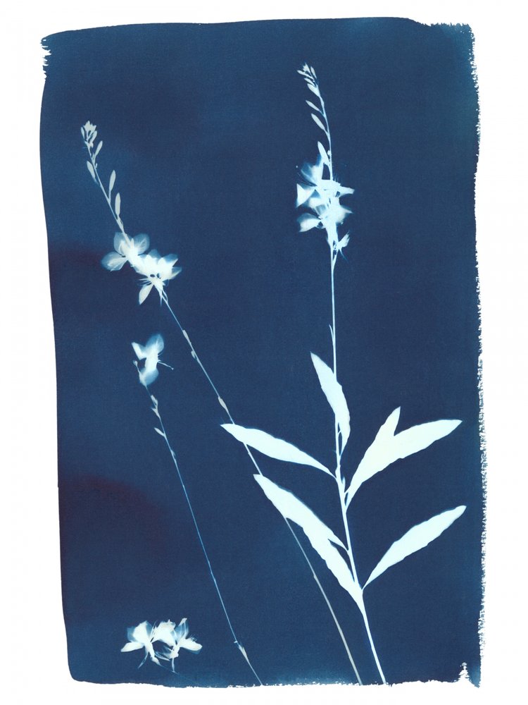 Indigo Wildflowers