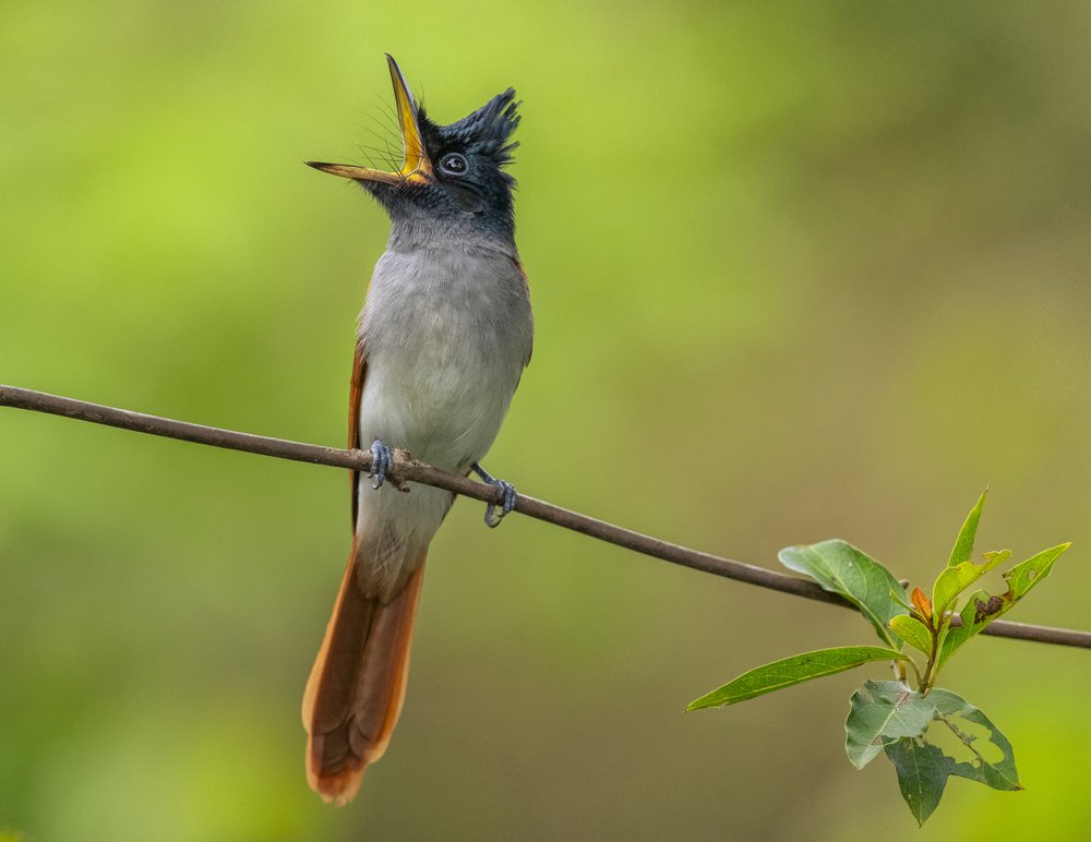 Singing Paradise Flycatcher