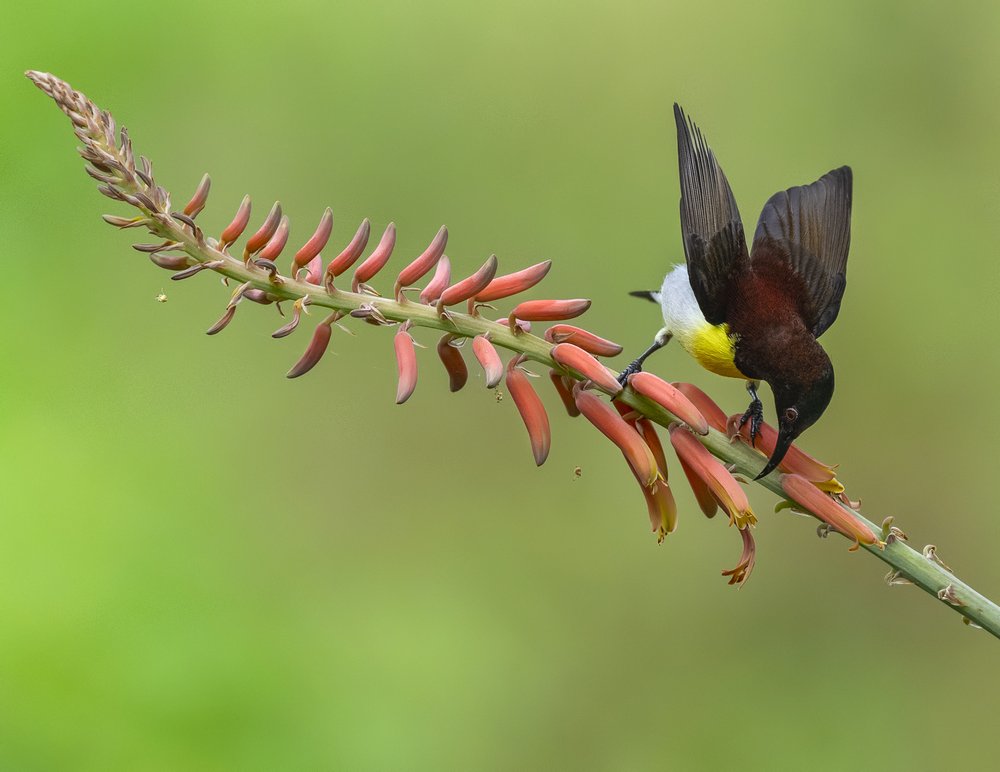 Sunbird Nectar Feeding