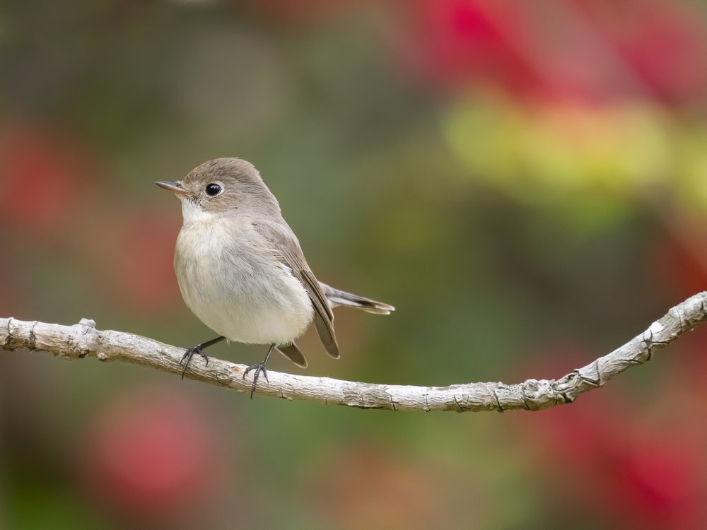 Peaceful Bird on Branch