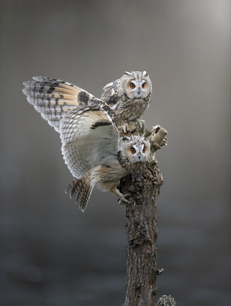 Alert Long-eared Owls