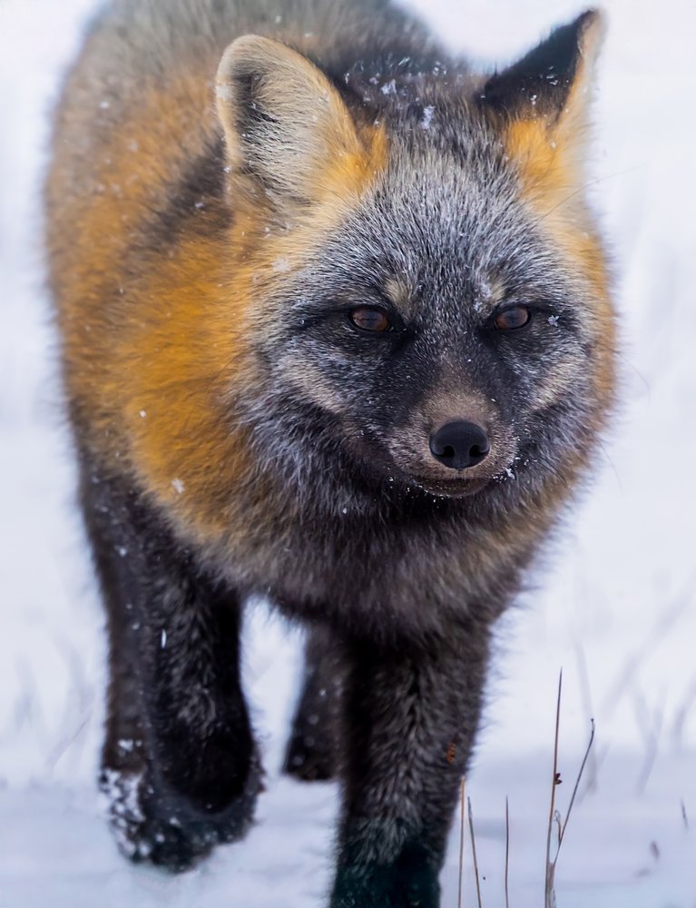 Winter Silver Fox Portrait