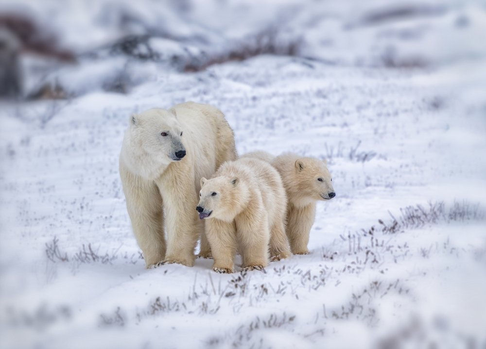 Polar Bear Family