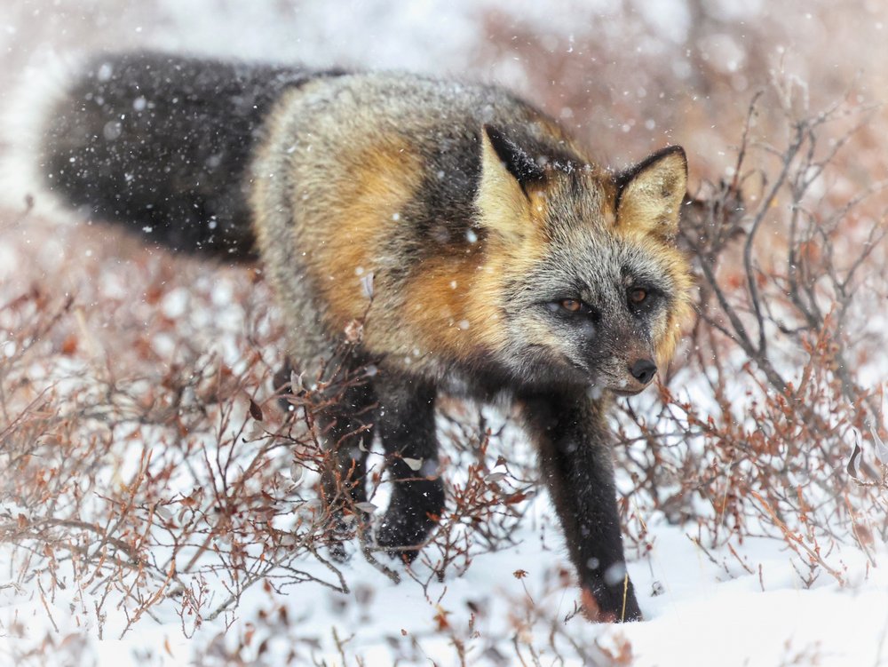 Cross Fox in Snow