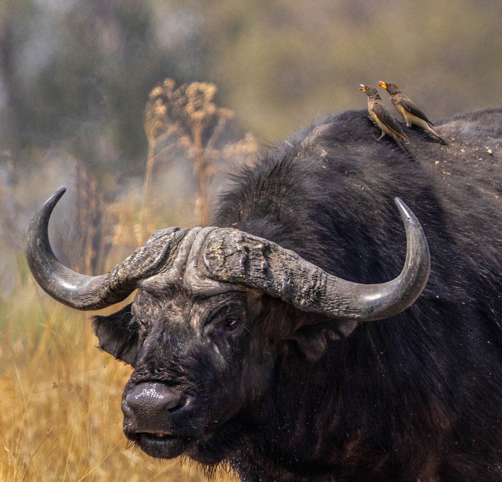 African Buffalo and Birds