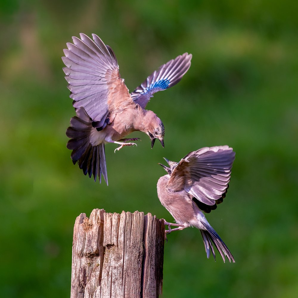 Jays Feeding on Post