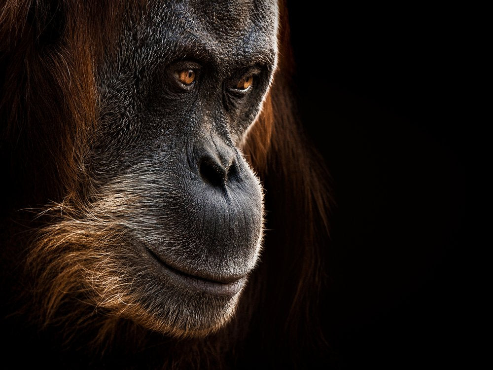 Thoughtful Orangutan Portrait