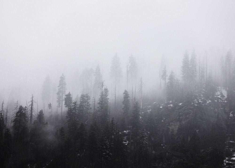 Mysterious Misty Forest