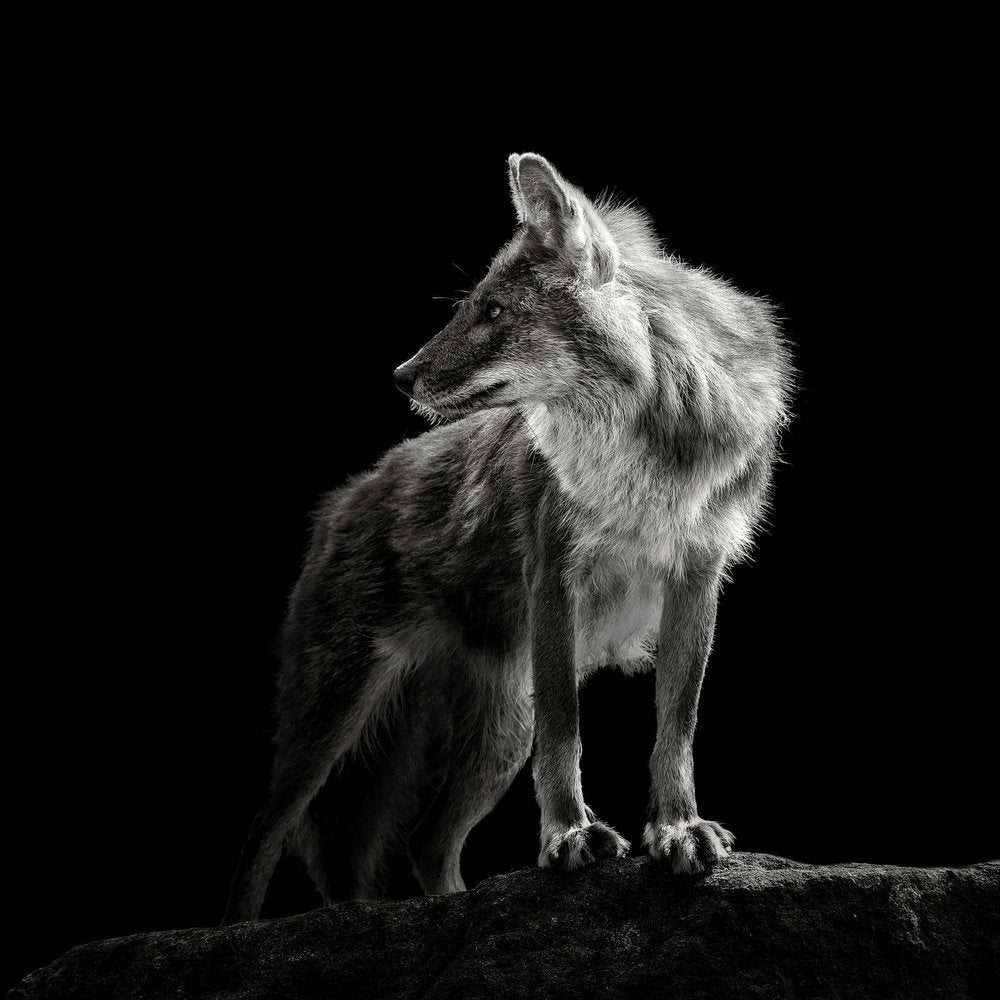 Mysterious Wolf Gaze