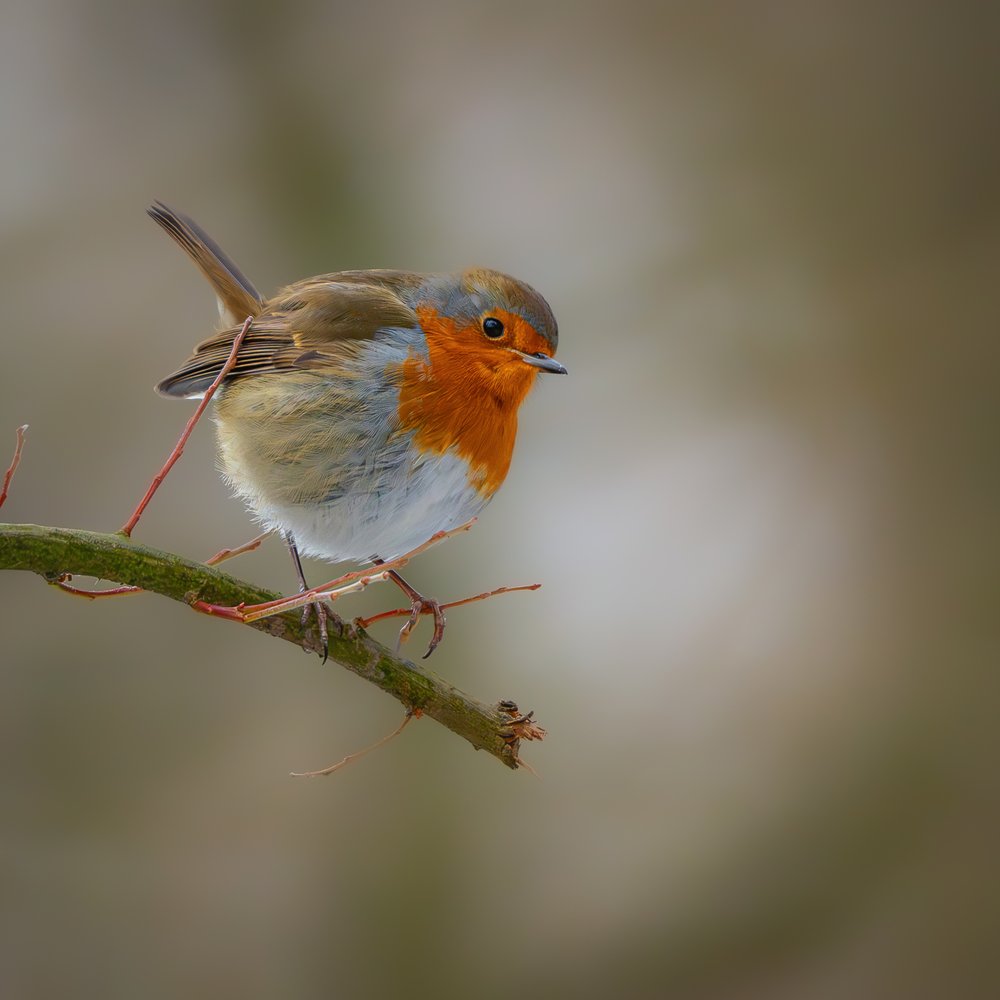 Cute Garden Robin