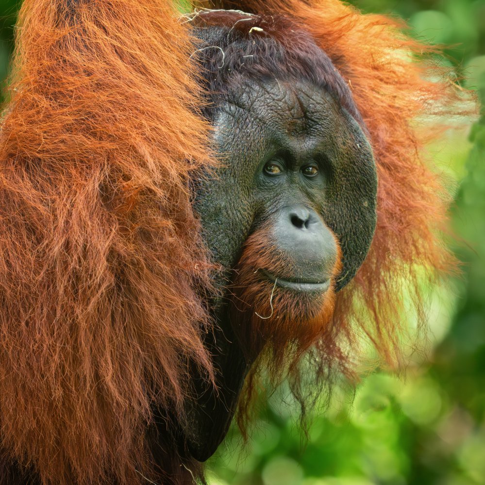Majestic Orangutan Portrait