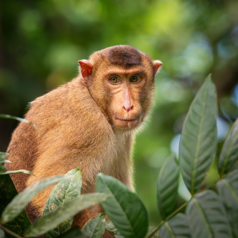 Curious Jungle Monkey