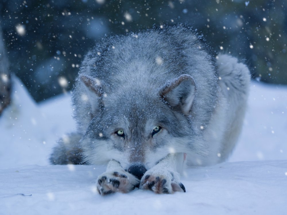 Wild Winter Wolf