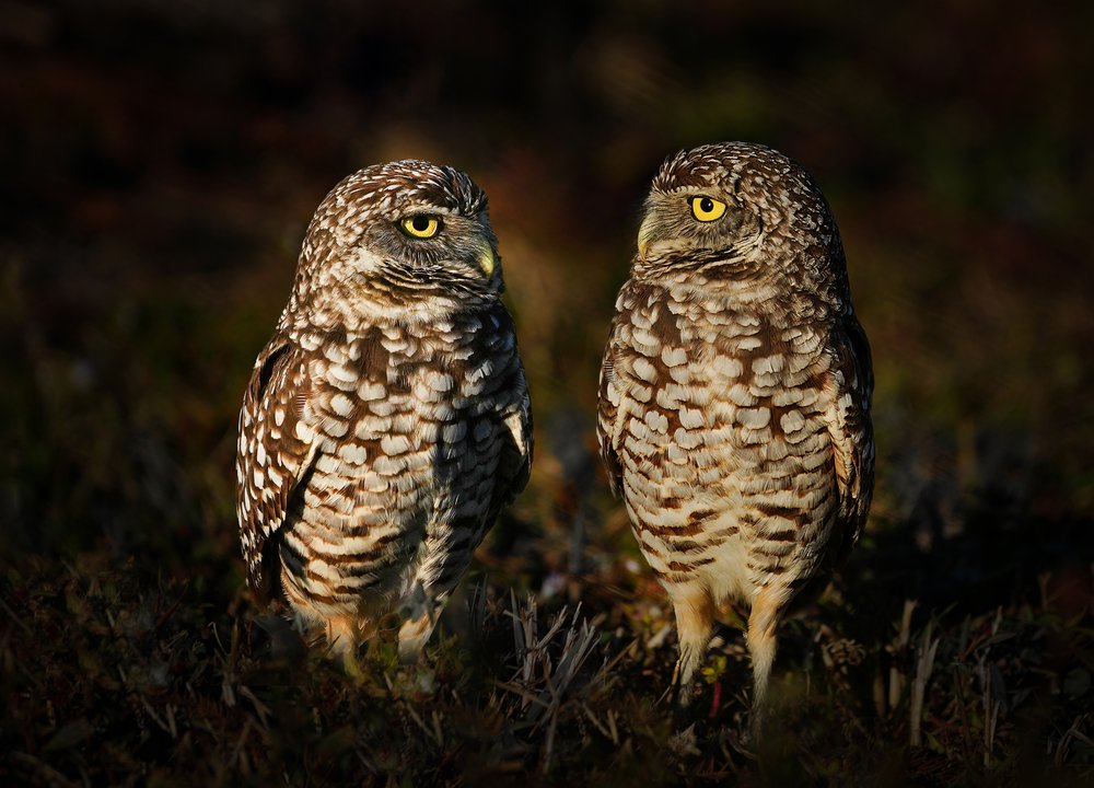 Curious Burrowing Owls