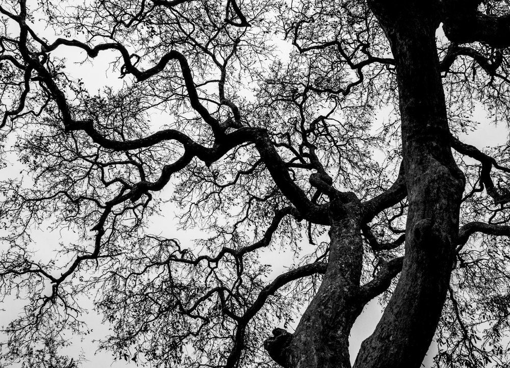Twisted Winter Tree
