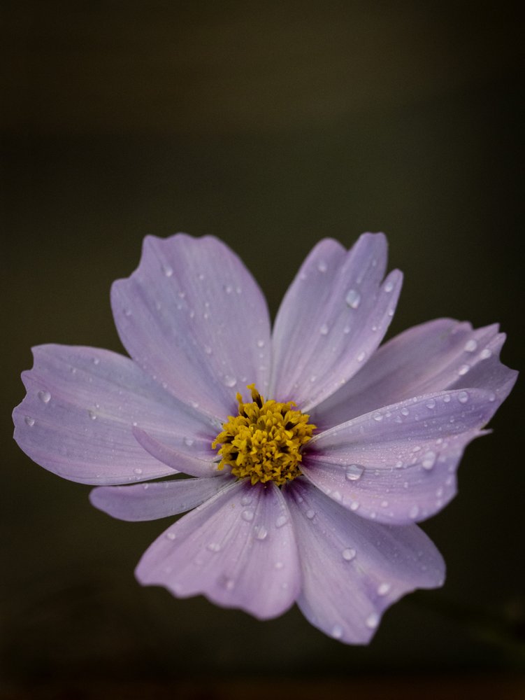 Fresh Cosmos Drops