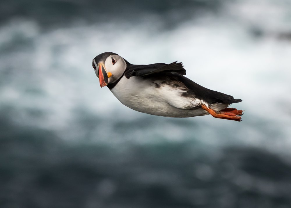 Puffin In Flight