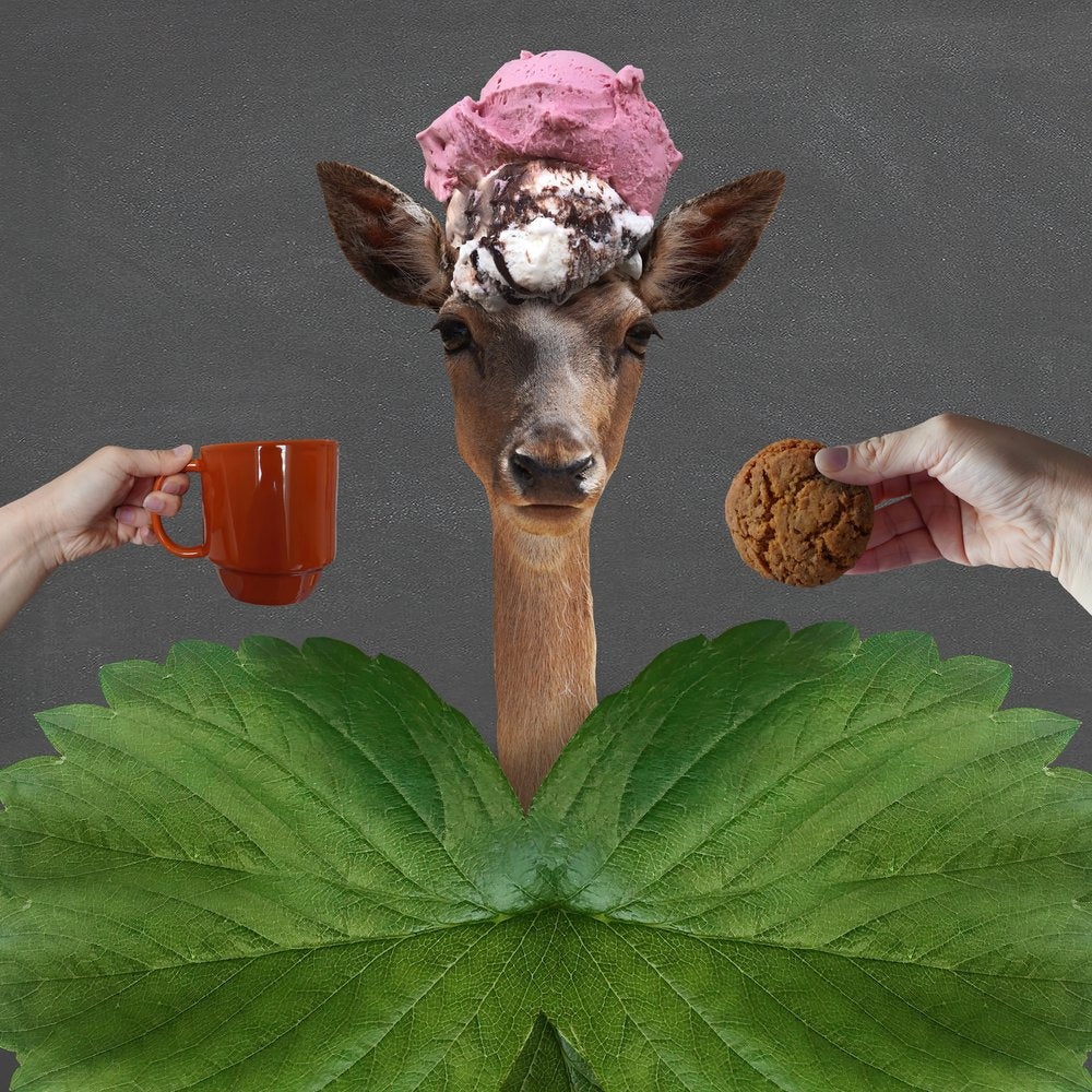 Whimsical Deer's Sweet Treat