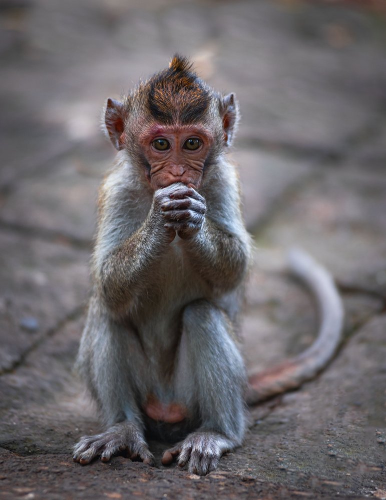 Thoughtful Baby Monkey