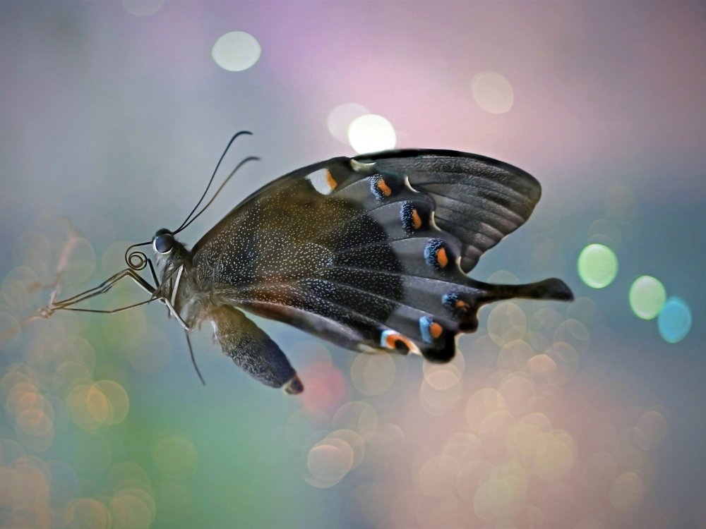 Vibrant Butterfly Bokeh