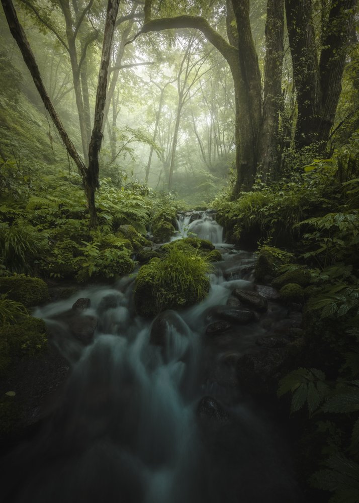 Misty Forest Stream