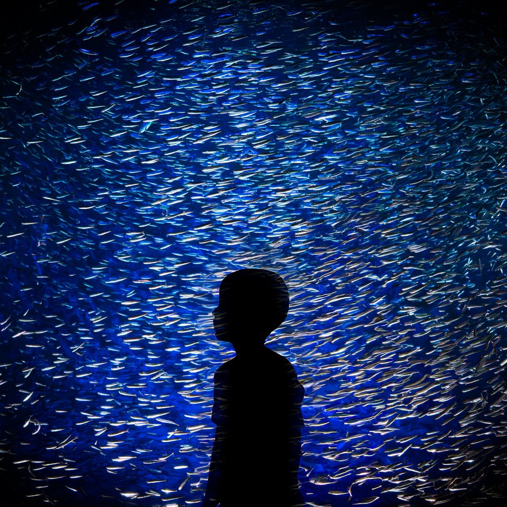 Child's Deep Blue Wonder