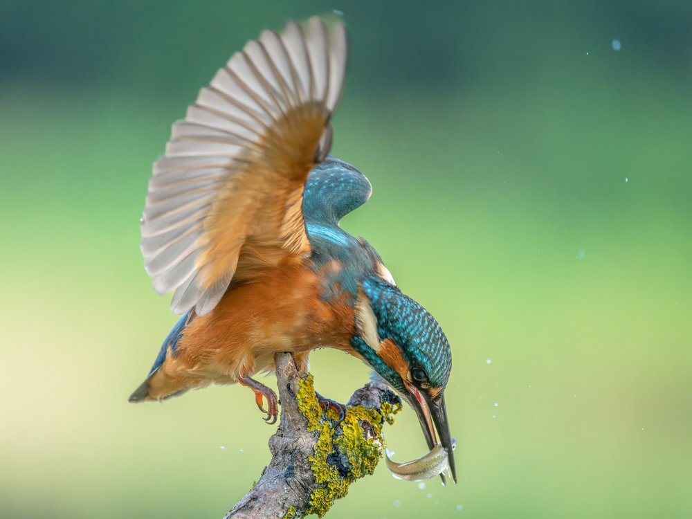 Kingfisher's Perfect Catch