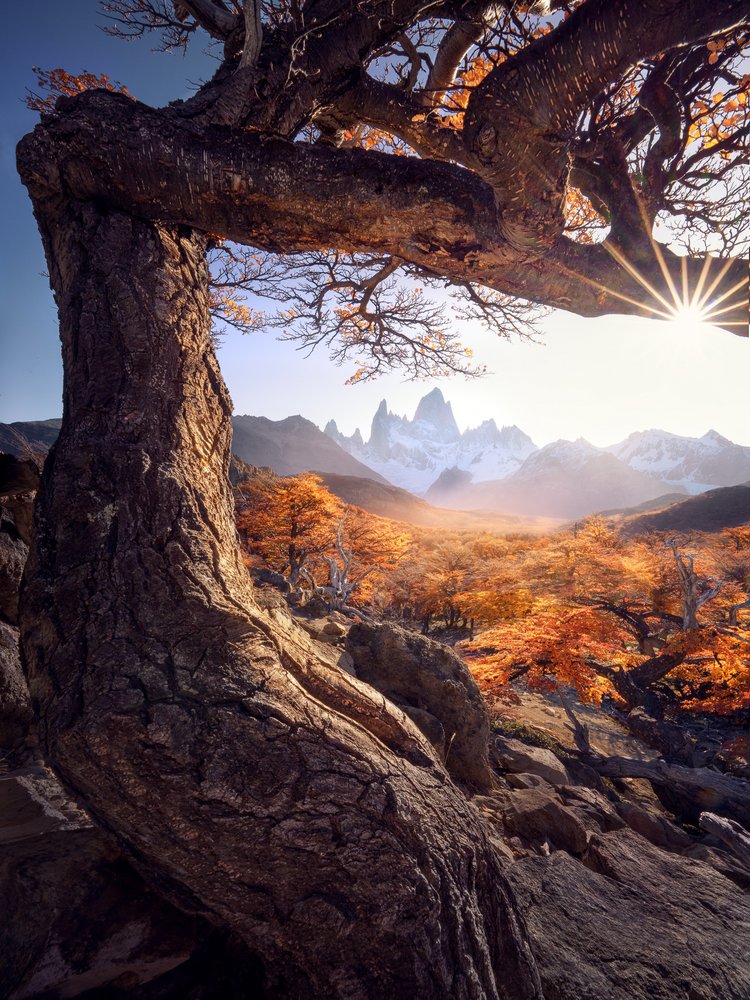 Ancient Tree Mountain Glow