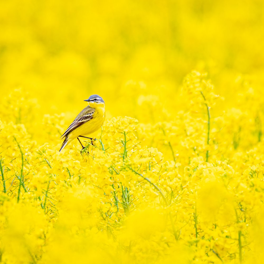 Yellow Bird Field of Gold
