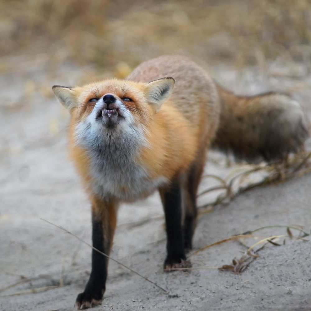 Curious Fox Expression