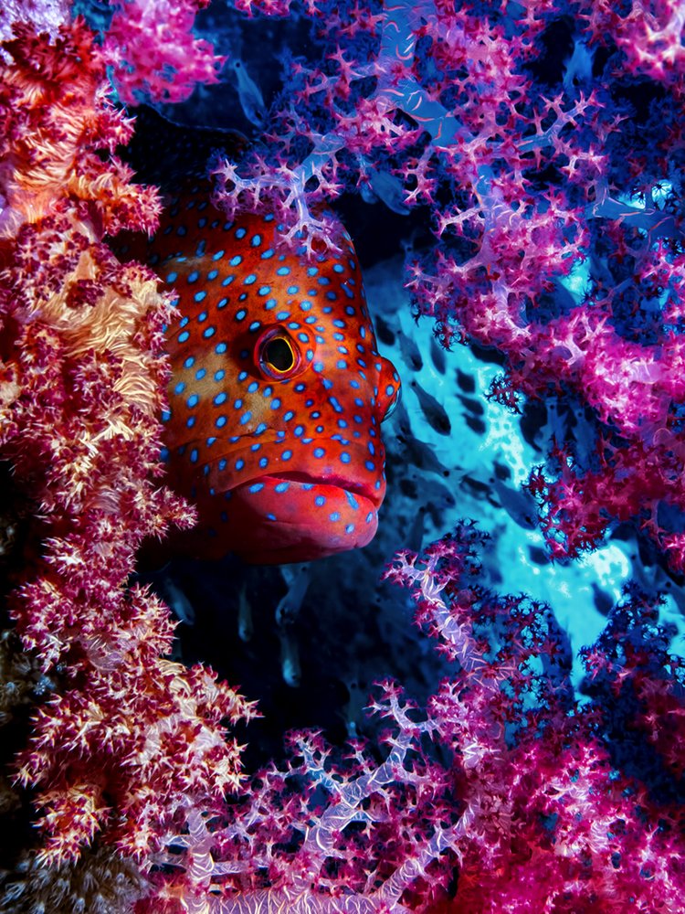 Vibrant Coral Fish