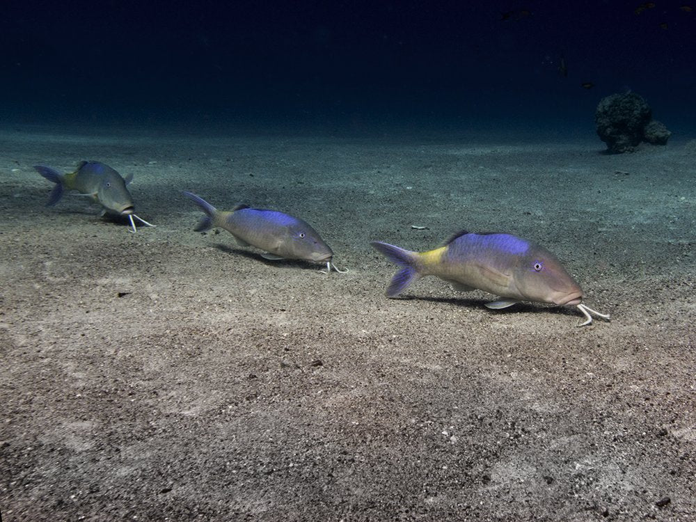 Three Fish Ocean Floor