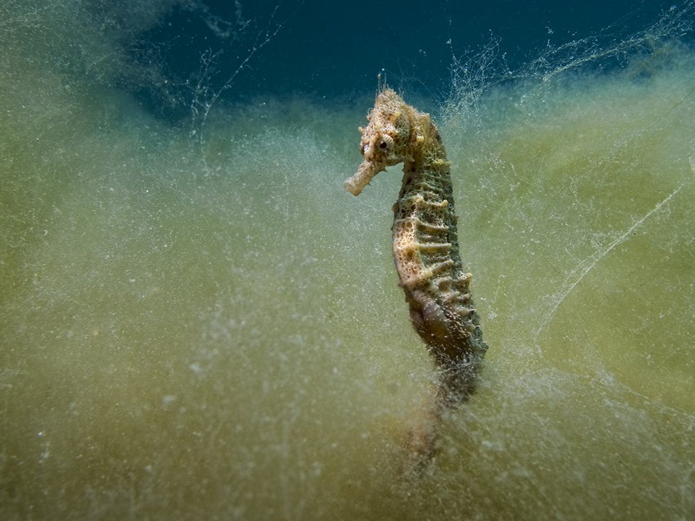 Serene Underwater Seahorse