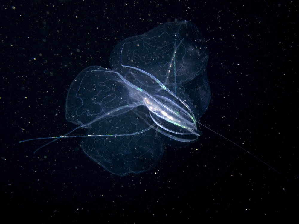 Iridescent Comb Jelly