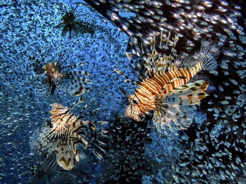 Lionfish Among Blue Water