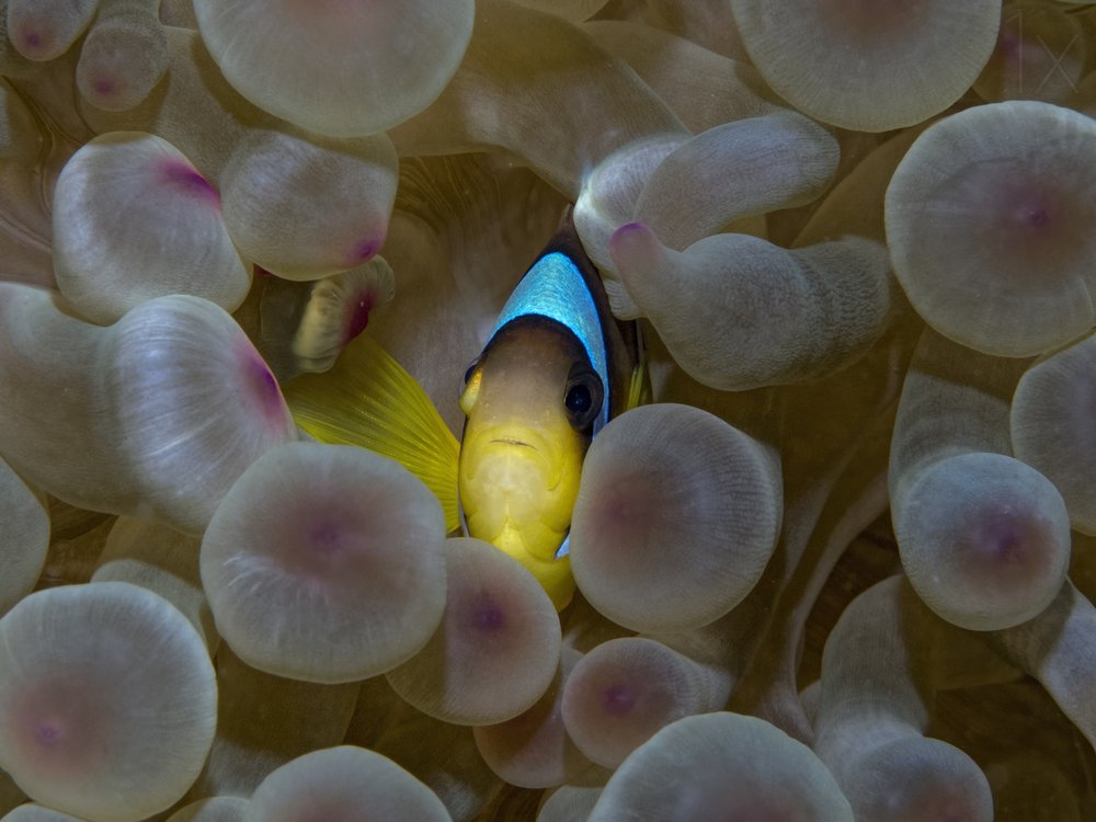 Underwater Clownfish Home