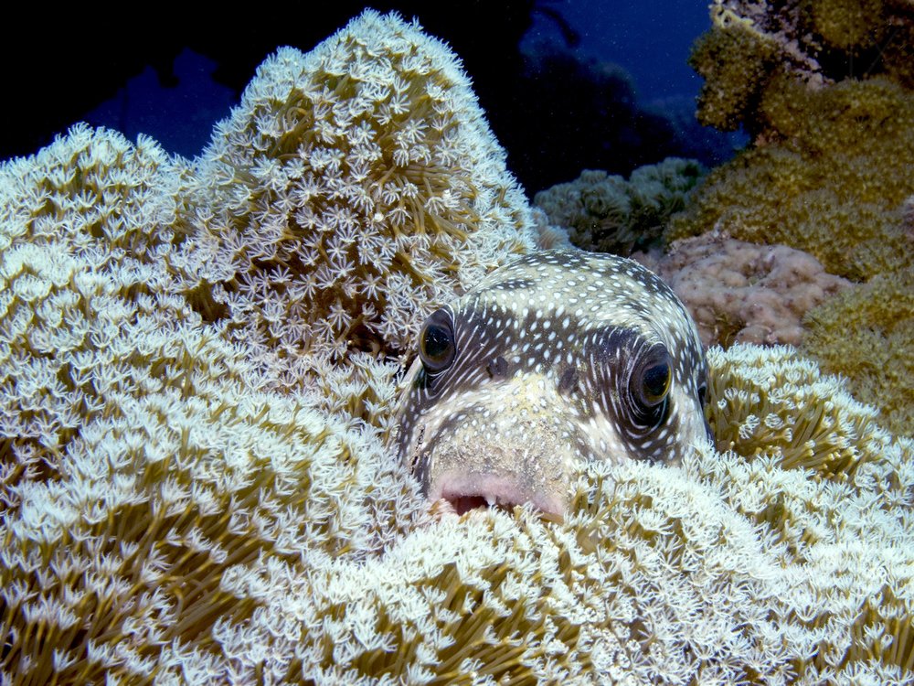 Curious Pufferfish Peeks