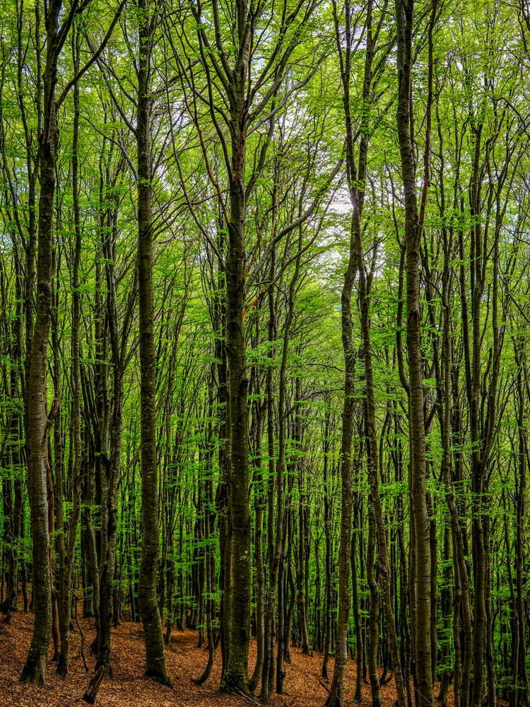 Lush Green Forest Path