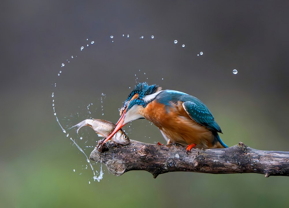Hunting Kingfisher Splash